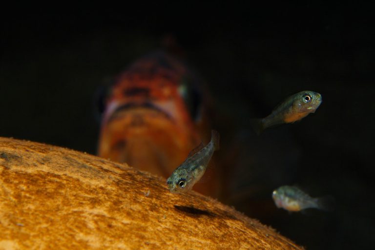 Neochromis omnicaeruleus Foto: Patrick Eriksson