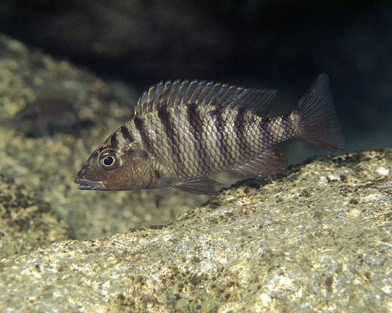 Jabarichromis pfefferi Foto: Ad Konings