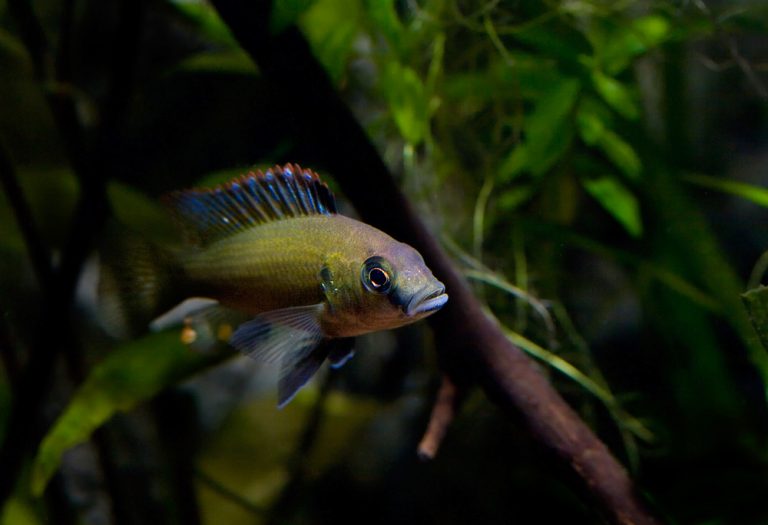 Thoracochromis brauschi Foto: Robin Hedström