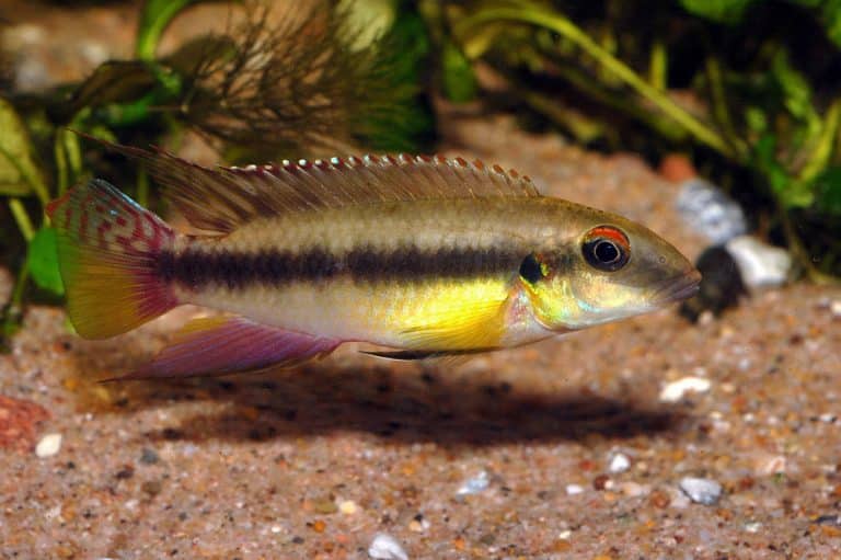 Wallaceochromis humilis Foto: Michael Persson