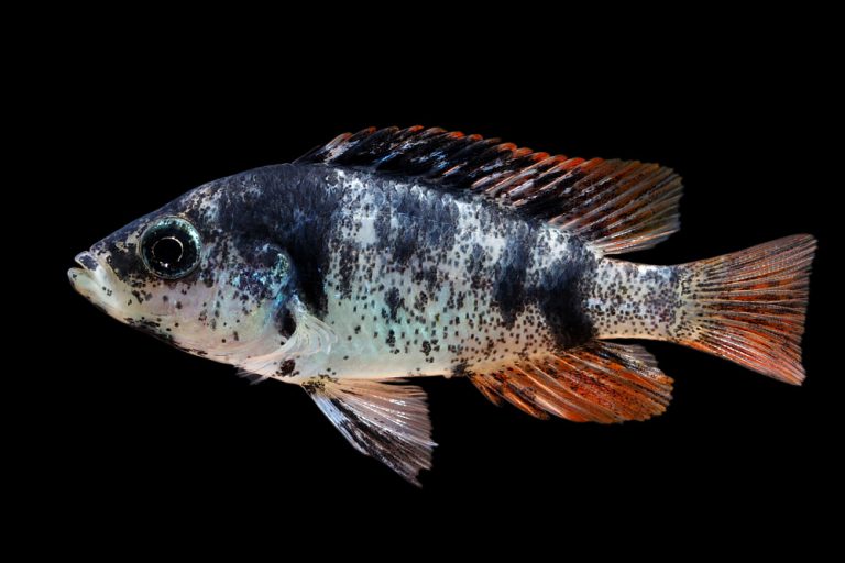 Paralabidochromis sp. 'red fin piebald' Foto: Patrick Eriksson