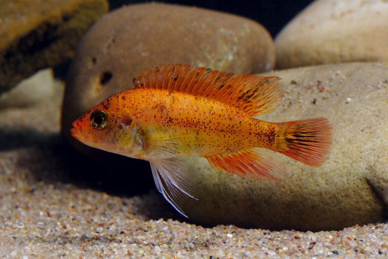 Paralabidochromis sp. "red fin piebald" Foto: Patrick Eriksson