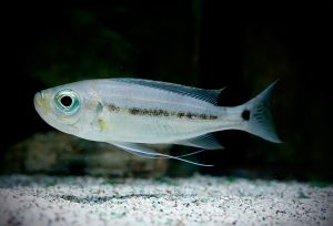 Haplotaxodon microlepis Foto: Robin Hedström
