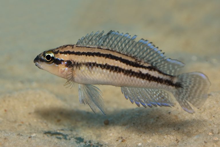 Julidochromis dickfeldi Foto: Michael Persson