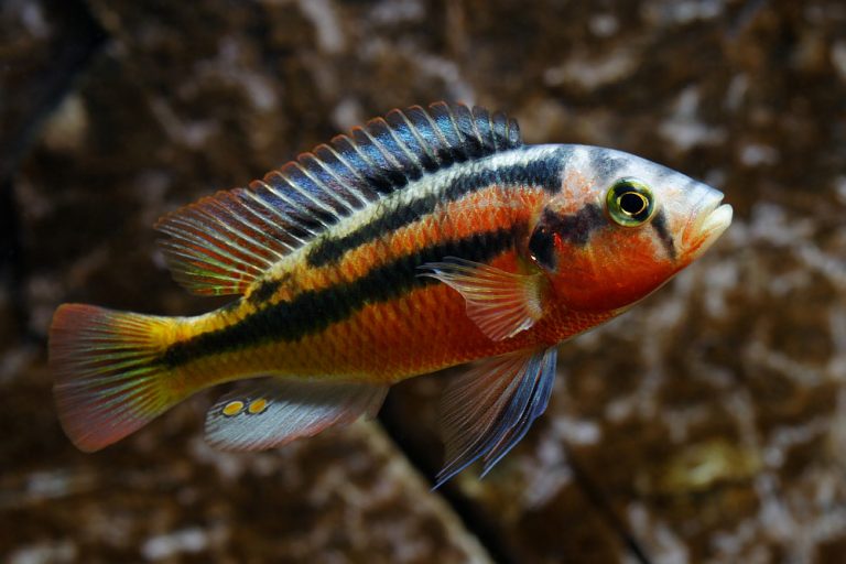 Paralabidochromis sp. 'rock kribensis' Foto: Patrick Eriksson