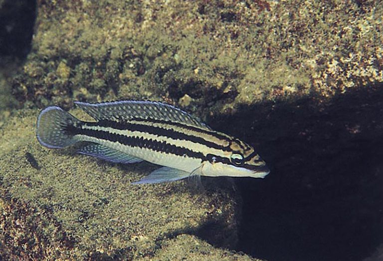 Julidochromis dickfeldi Foto: Ad Konings