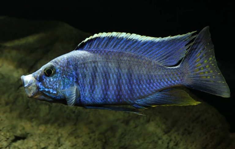 Copadichromis azureus Foto: Jacek Jackiewicz