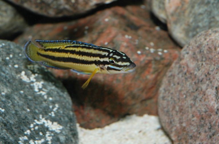 Julidochromis marksmithi Foto: Kjell Fohrman