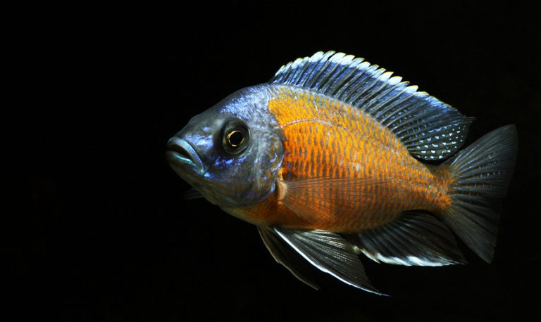 Copadichromis borleyi Foto: Håkan Eriksson