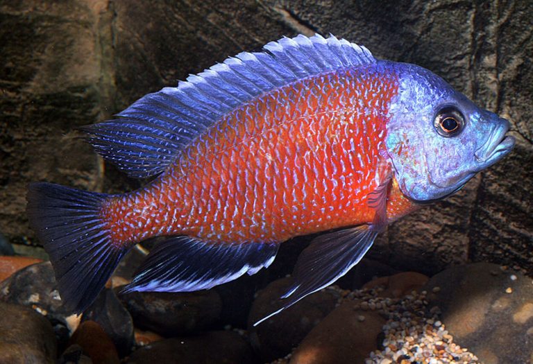 Copadichromis borleyi Foto: Christian Alfredsson