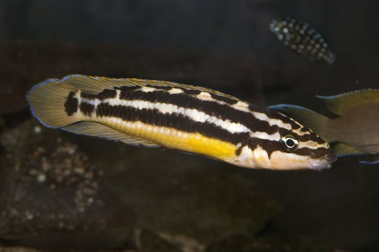 Julidochromis ornatus Foto: Michael Persson