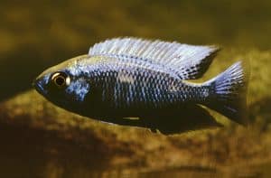Copadichromis chrysonotus Foto: Ad Konings