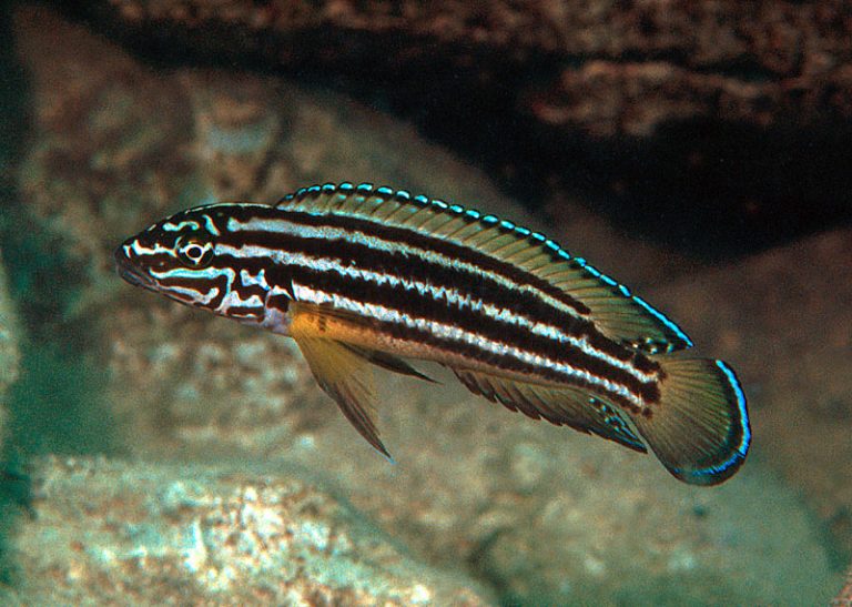 Julidochromis regani Foto: Ad Konings