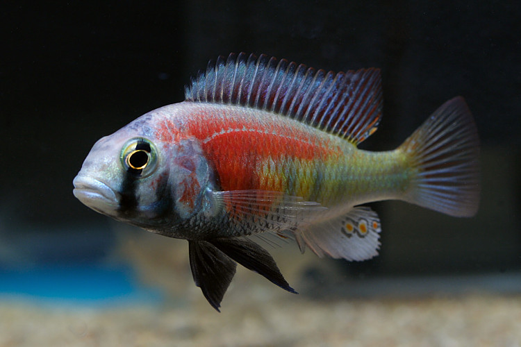 Haplochromis sp. 'salmon' Foto: Patrick Eriksson