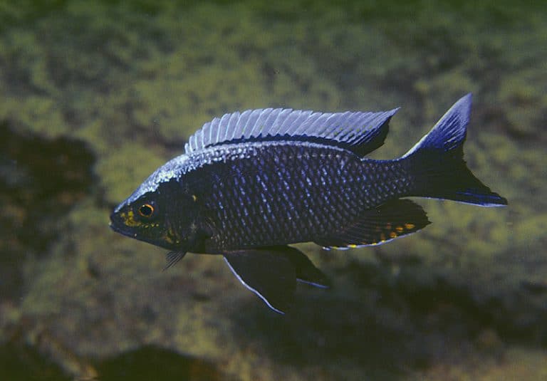 Copadichromis ilesi Foto: Ad Konings