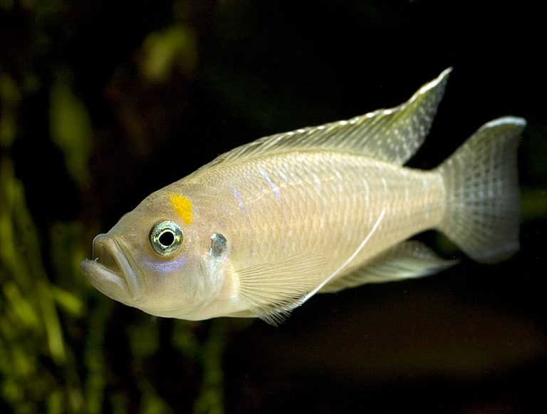 'Lamprologus' calliurus Foto: Chistian Alfredsson