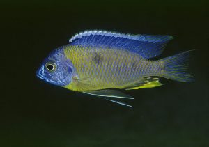 Copadichromis mbenji Foto: Ad Konings