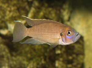 'Lamprologus' calliurus Foto: Christian Alfredsson