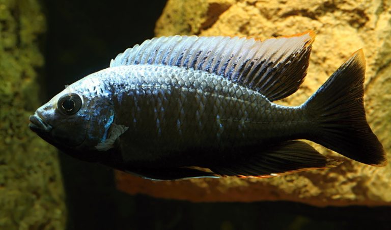 Copadichromis parvus Foto: Jacek Jakiewicz