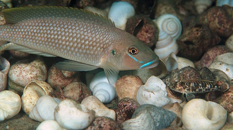 'Lamprologus' callipterus Foto: Ad Konings