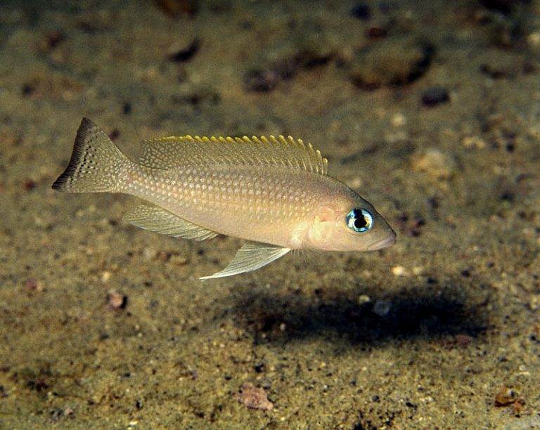 'Lamprologus' leloupi Foto: Ad Konings