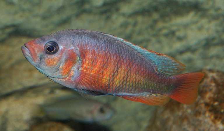 Pundamilia sp. 'crimson tide' Foto: Kjell Fohrman