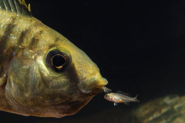 Copadichromis parvus Foto: Jacek Jakiewicz