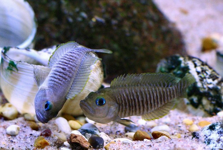 Lamprologus multifasciatus Foto: Daniel Andéasson