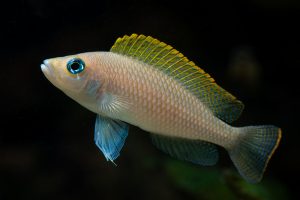 'Lamprologus' caudopunctatus Foto: Michael Persson