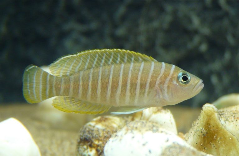 'Lamprologus' similis Foto: Anders Wikland