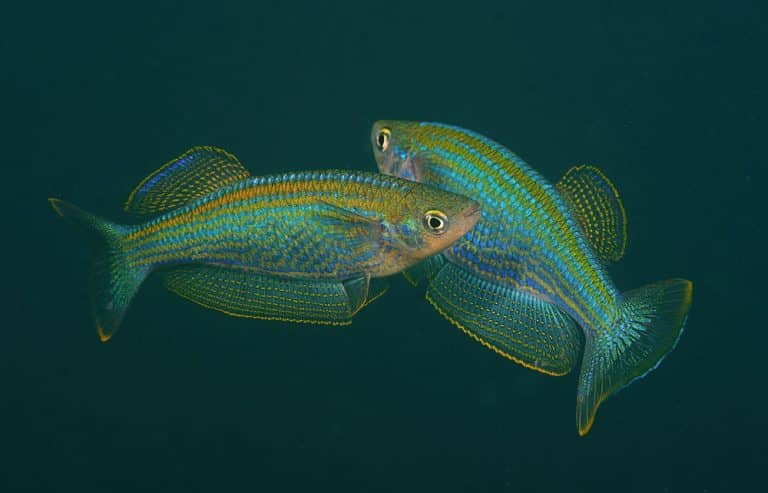 Lamprichthys tanganicanus Foto: Ad Konings