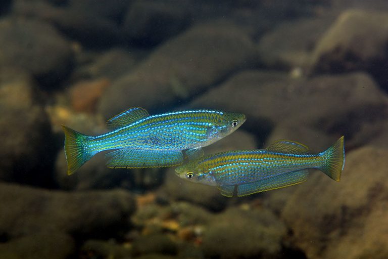 Lamprichthys tanganicanus Foto: Ad Konings