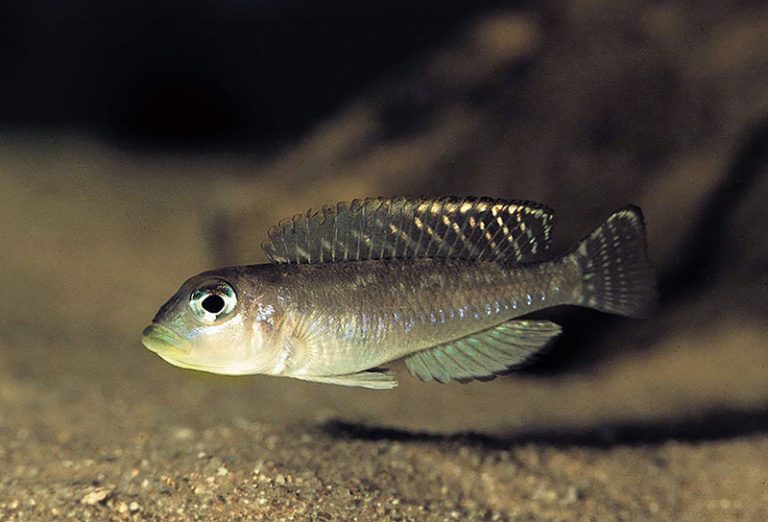 Neolamprologus sp. 'ornatipinnis zambia' Foto: Ad Konings