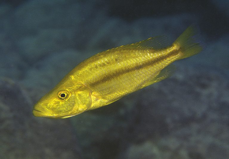 Dimidiochromis compressiceps Foto: Ad Konings