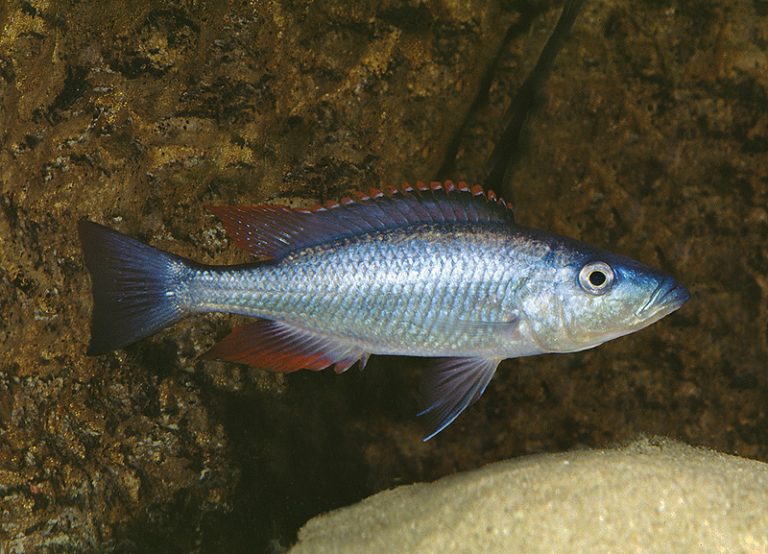 Dimidiochromis dimidiatus Foto: Ad Konings