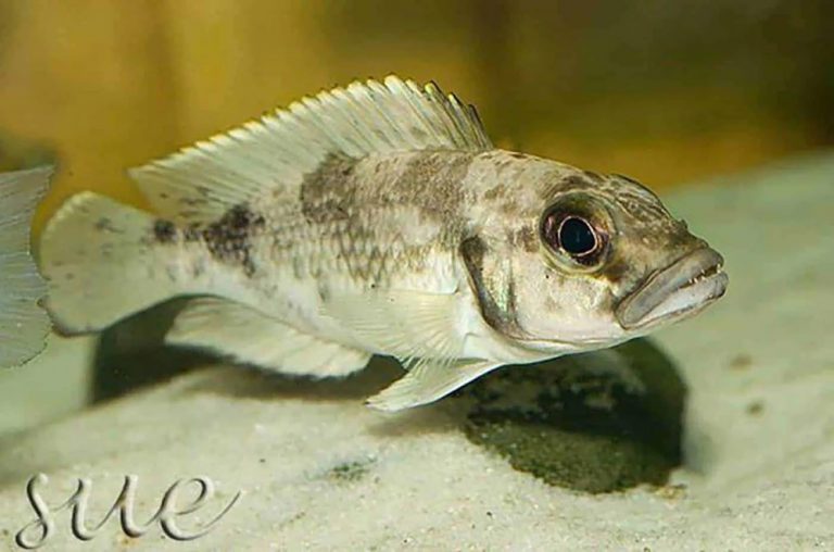 Lepidiolamprologus lemairii Foto: Magdalena Kwolek-Mirek