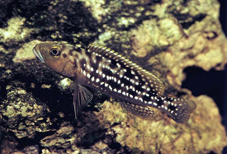 Lepidiolamprologus elongatus Foto: Ad Konings