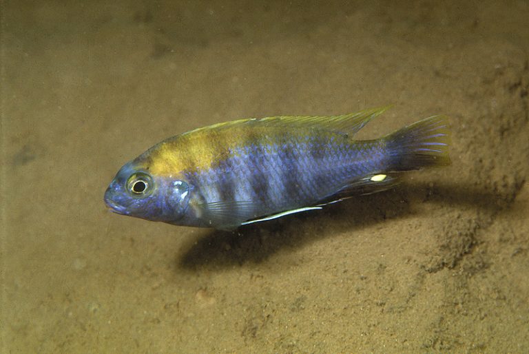 Gephyrochromis lawsi Foto: Ad Konings