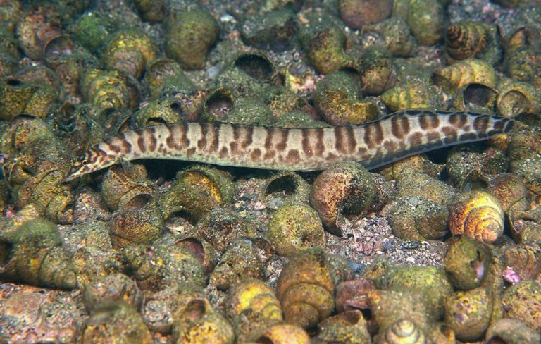 Mastacembelus ellipsifer Foto: Ad Konings