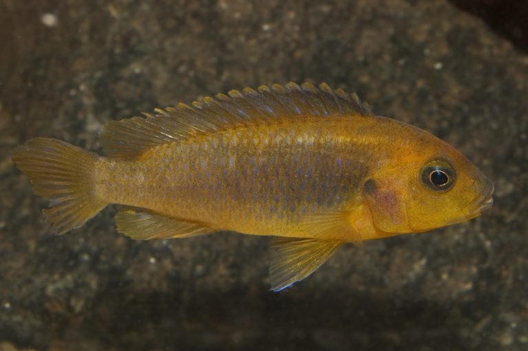 Iodotropheus sprengerae Foto: Michael Persson