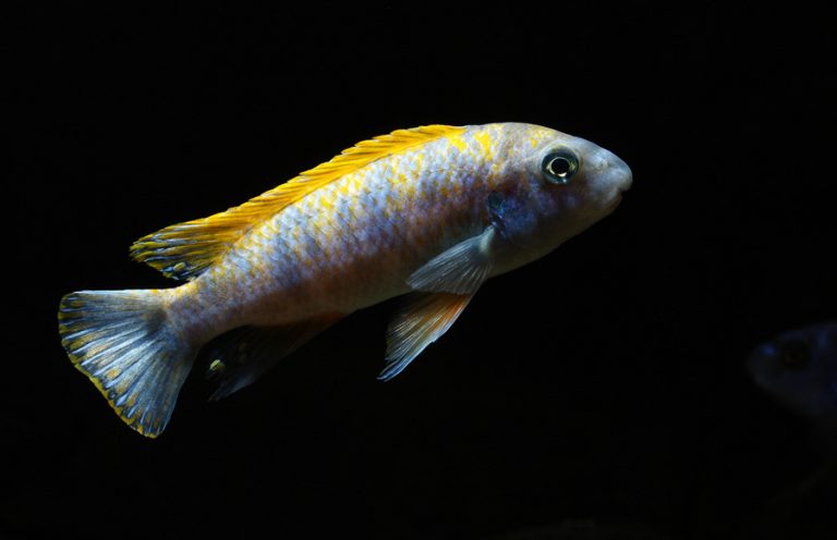 Labeotropheus trewavasae Foto: Håkan Eriksson