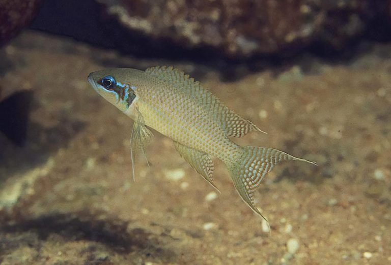 Neolamprologus brichardi Foto: Ad Konings