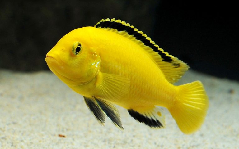 Labidochromis caeruleus Foto: Göran Åstebro