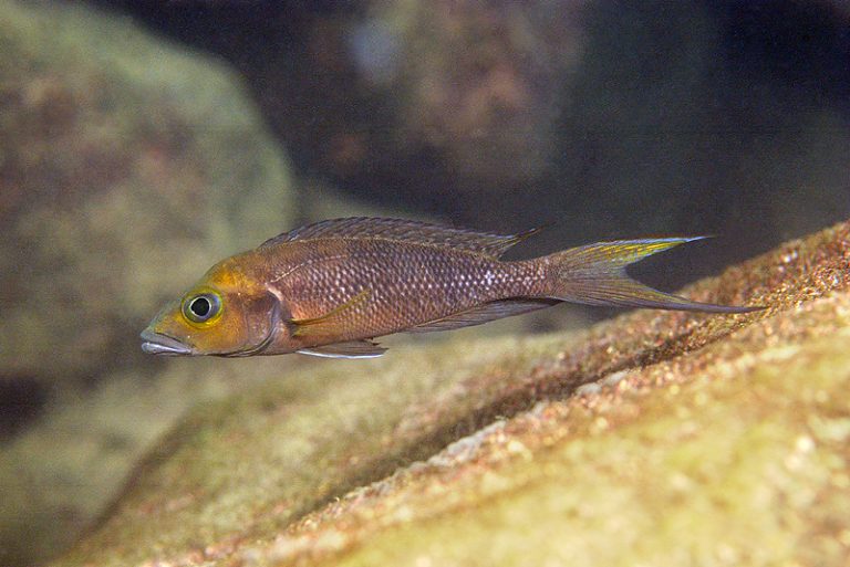 Neolamprologus furcifer Foto: Ad Konings