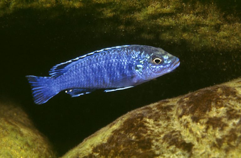 Labidochromis joanjohnsonae Foto: Ad Konings