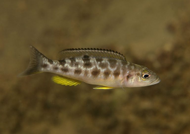 Lepidiolamprologus mimicus Foto: Ad Konings