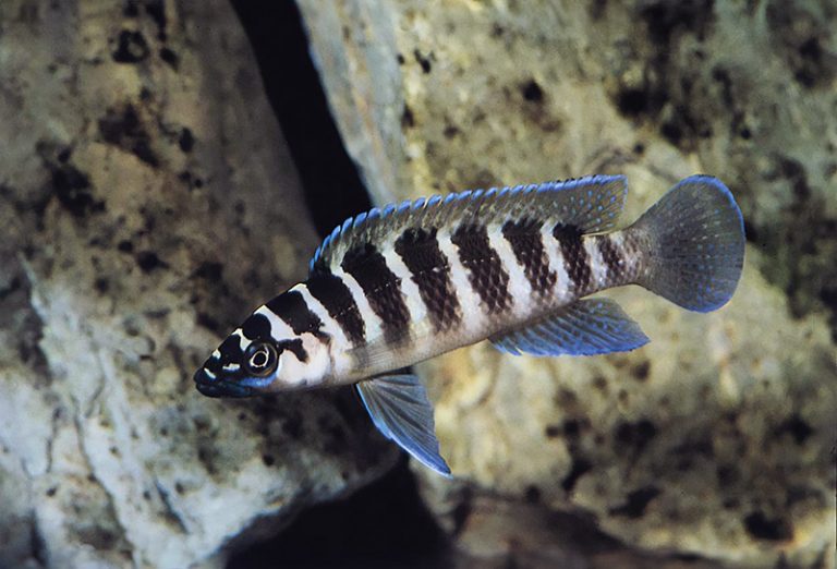 Neolamprologus cylindricus Foto: Ad Konings