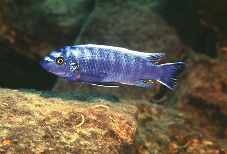 Labeotropheus trewavasae Foto: Ad Konings