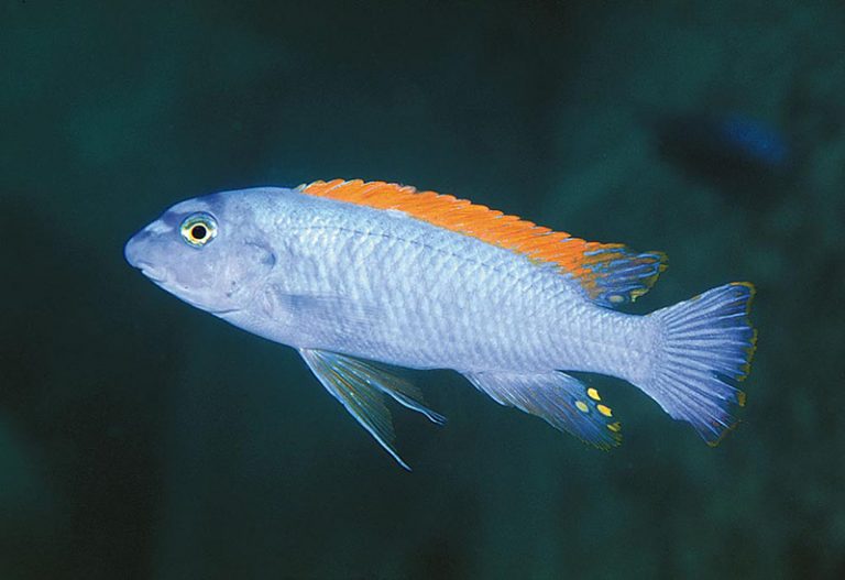 Labeotropheus trewavasae Foto: Ad Konings