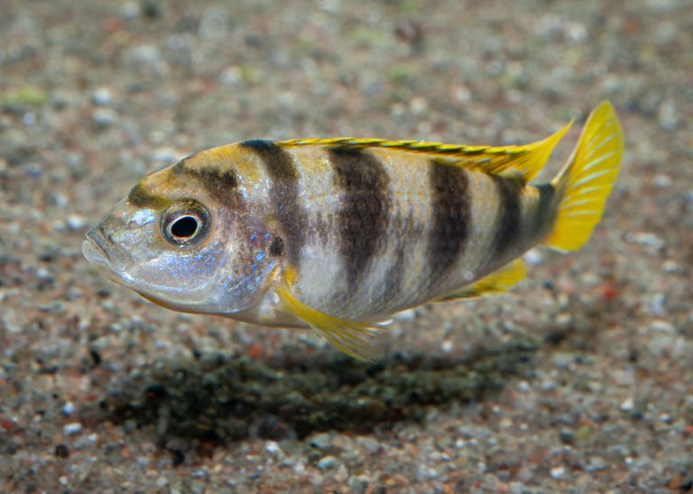 Labidochromis sp. 'perlmutt' Foto: Michael Persson